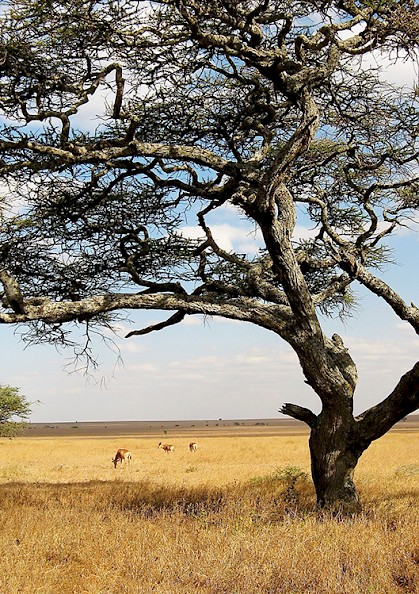 Plains of the Serengeti