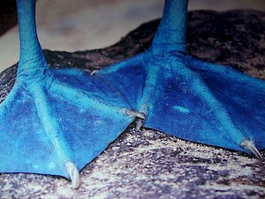 Blue Footed Boobies - Galapagos Island