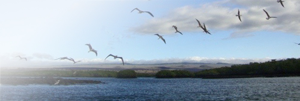 Gallapagos Islands - Dispatches Page Header - Birds flying over water